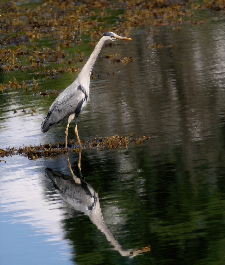 Grey Heron fishing on river